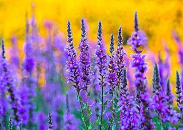 《大金刚国度 归来 HD》明年1月登录Switch 包含80个关卡